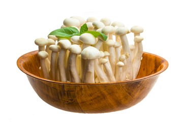 Japan mushroom Shimeji