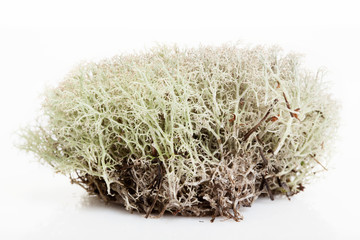 Moss in white background
