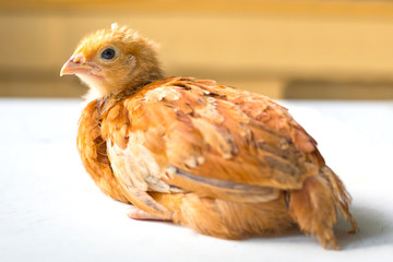 Young chicken over white background