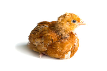Young chicken over white background