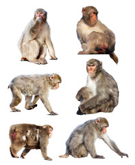 Fototapeta premium Set of few Japanese macaques. Isolated over white