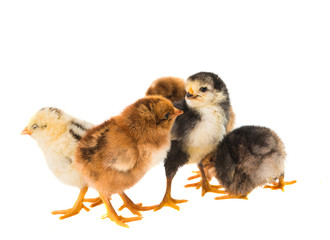 Little newborn baby chicken