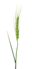 green ears of wheat isolated