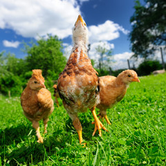 Three Chickens on Green Lawn