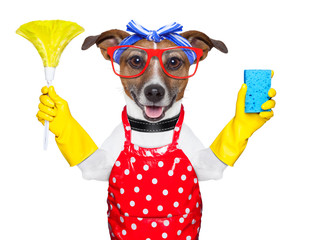 housewife dog