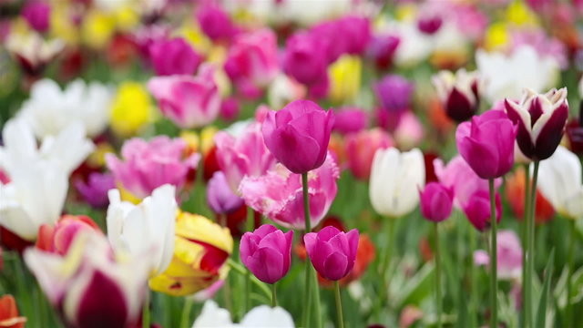 Different colorful tulips moving gently in the wind in a park