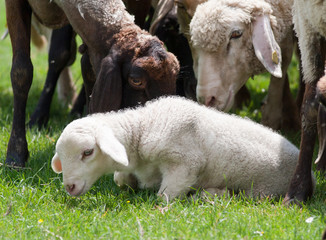 lamb © Budimir Jevtic