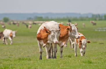 Fototapeta na wymiar krowy na polu trawy