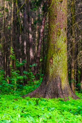 in the wood