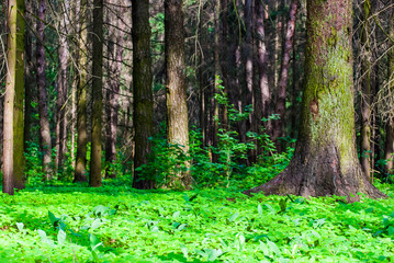 Naklejka premium in the wood