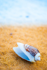 seashell on the beach