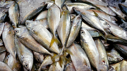 Fototapeta premium Mackerels at market