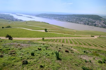 Fototapeta premium Weinberge Bingen am Rhein