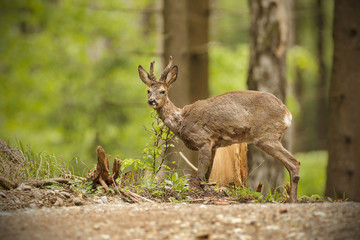 Roe deer buck in thick forest