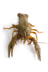 Alive crayfish isolated on white