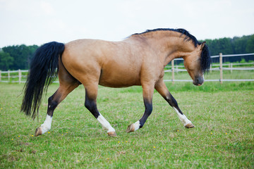 Welsh Cob Pony geht über die Weide