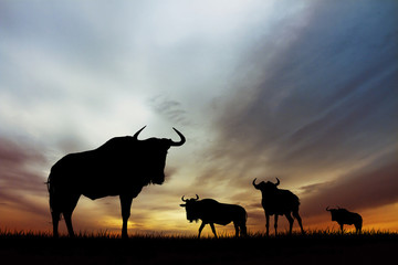 Wildebeest in African landscape