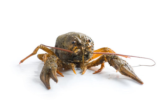 Alive crayfish isolated on white