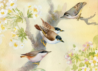 Birds on a blossoming apple tree