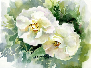 Watercolor Flower Collection: Roses