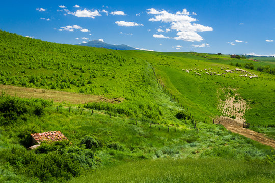 Sheep Grazing in Rolling Tuscany Landscape