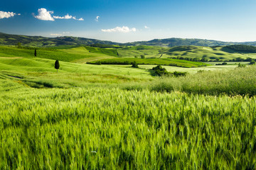 Fototapeta na wymiar Zielone pola pszenicy w Toskanii, Włochy