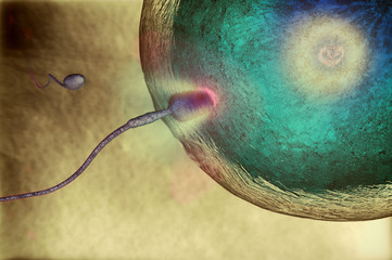 The moment of fertilization
