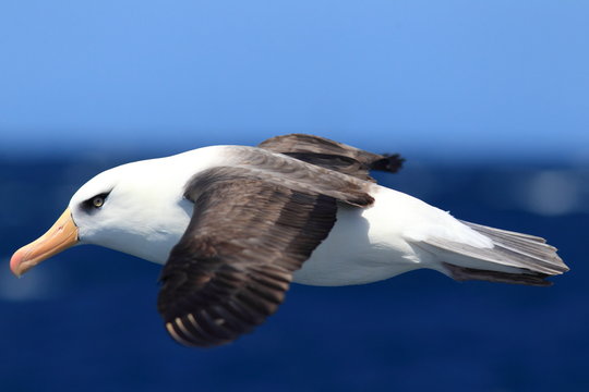 Albatross (Thalassarche melanophris impavida)
