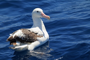 Wandering Albatross (Diomedea exulans gibsoni) at Australia