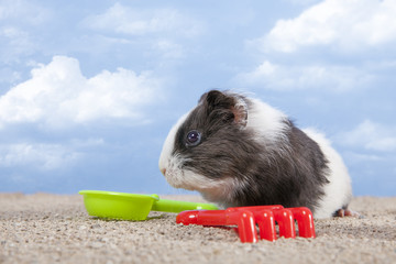 guinea pig playing in the sand