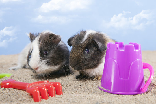 couple of guinea pig playing in the sand