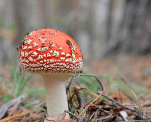 Гриб мухомор