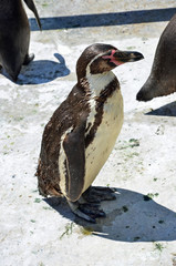 Humboldt’s Penguin