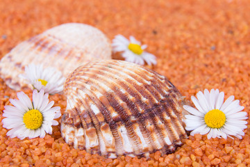 Muscheln mit Gänseblümchen