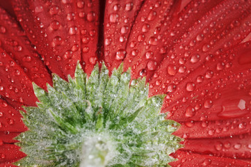 Gerbera