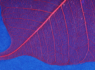 The leaf