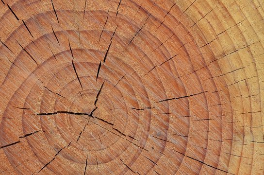 Tronco di un albero