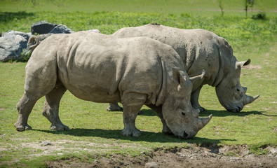 Fototapeta premium A couple of white Rhinoceros