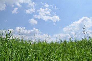 Green Grass and Blue Sky