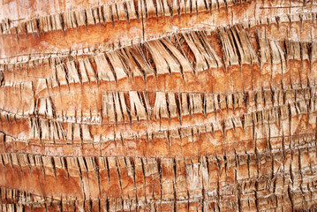 texture of palm trunk © vronska