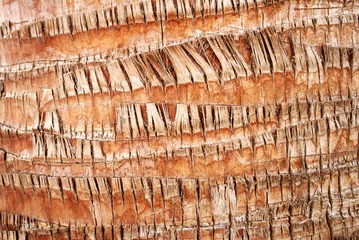Photo sur Aluminium Palmier texture of palm trunk
