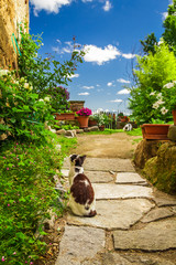 Fototapety  Dwa koty w starożytnym ogrodzie