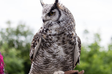great horned owl