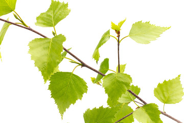 Birch leaves of the tree.