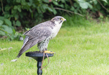peregrine falcon