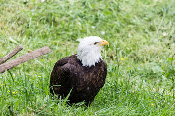 bald eagle