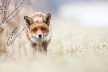 red fox
