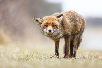 red fox