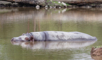 Obraz premium hippopotamus napping