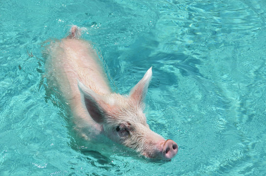 Swimming Pig